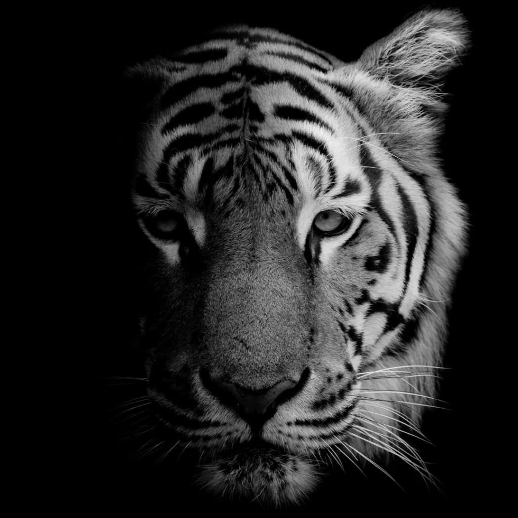 tigre