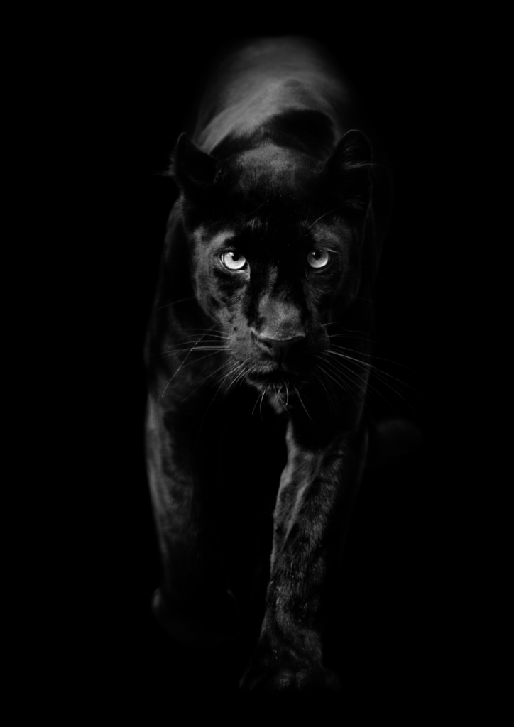pantera